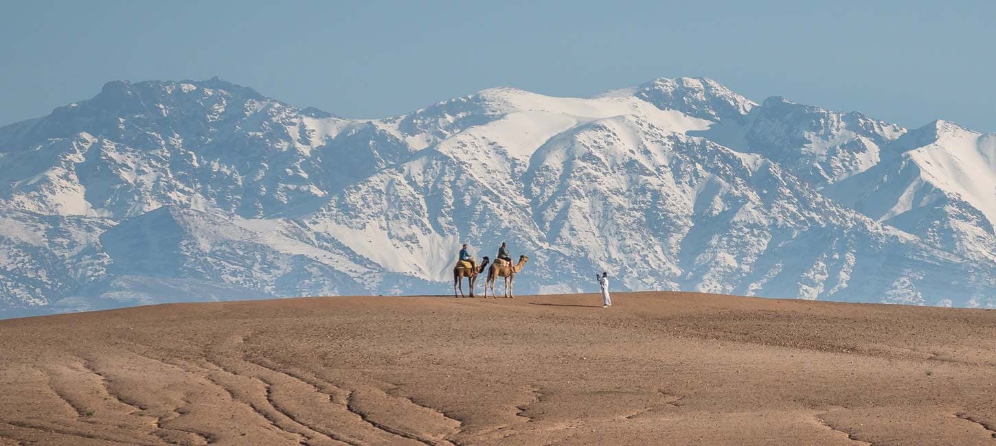 Camel in Agafay Desert