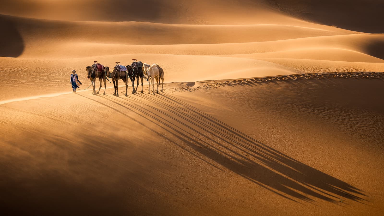 Camel caravan moving across the golden Sahara dunes