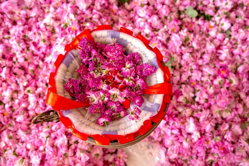 Valley of Roses in Kella M'Gouna